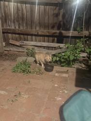 Found/Stray Unknown Cat last seen E 12th Ave & Downing, Denver, CO 80218