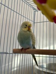 Found/Stray Unknown Bird last seen 14th Street & Colorado Ave, Santa Monica, CA 90404