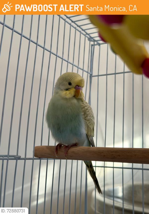 Found/Stray Unknown Bird last seen 14th Street & Colorado Ave, Santa Monica, CA 90404