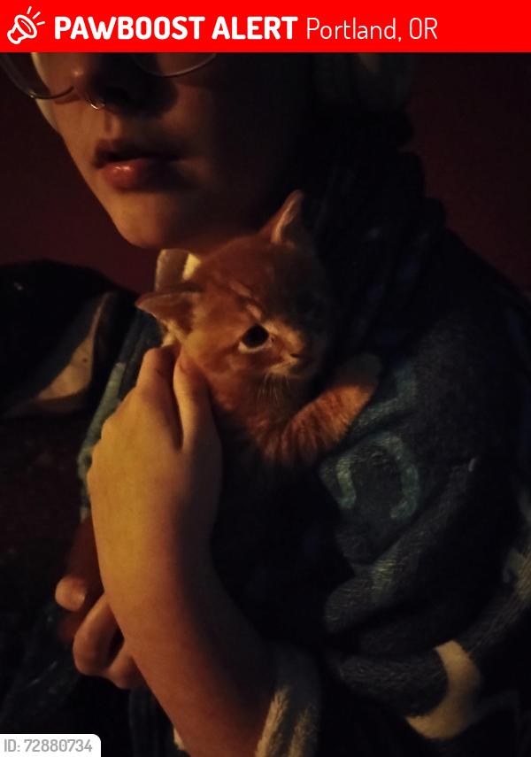 Lost Unknown Cat last seen Kellogg Middle School, Powell, kern park., Portland, OR 97206