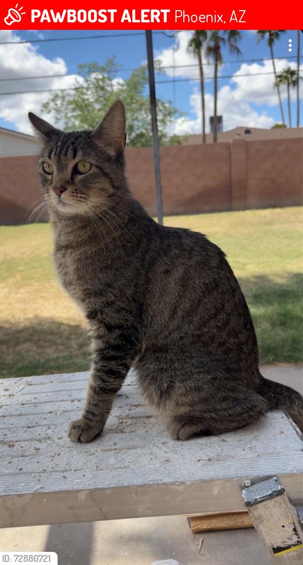 Lost Male Cat last seen Cholla and 28th St, Phoenix, AZ 85028