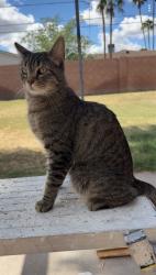 Lost Male Cat last seen Cholla and 28th St, Phoenix, AZ 85028