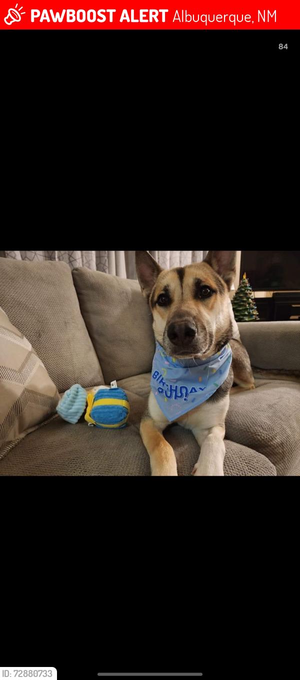 Lost Male Dog last seen Unser and mcmahon, Albuquerque, NM 87114