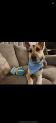 Lost Male Dog last seen Unser and mcmahon, Albuquerque, NM 87114