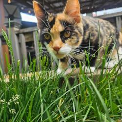 Lost Female Cat last seen Paloma dr and orient , Gresham, OR 97080