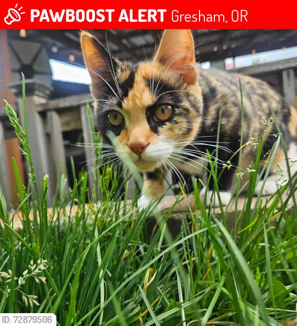 Lost Female Cat last seen Paloma dr and orient , Gresham, OR 97080