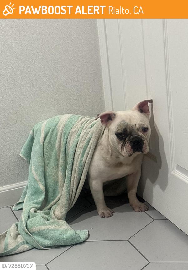 Found/Stray Male Dog last seen N primrose ave , Rialto, CA 92376