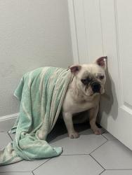 Found/Stray Male Dog last seen N primrose ave , Rialto, CA 92376