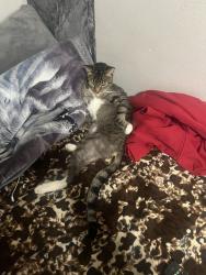 Lost Male Cat last seen Soto and zonal or soto and chelsea or soto and lancaster, Los Angeles, CA 90033