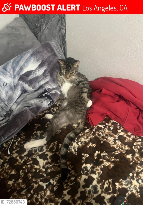 Lost Male Cat last seen Soto and zonal or soto and chelsea or soto and lancaster, Los Angeles, CA 90033