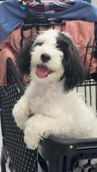 Lost Female Dog last seen Near General Marshall st , Albuquerque, NM 87123