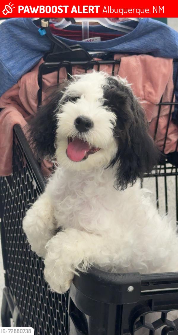 Lost Female Dog last seen Near General Marshall st , Albuquerque, NM 87123