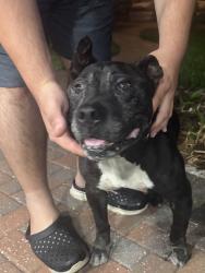 Found/Stray Male Dog last seen Bears Ave, E Fletcher Ave, Tampa, FL 33613