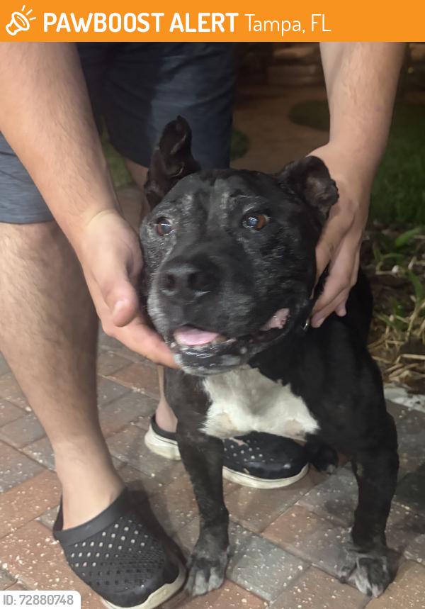 Found/Stray Male Dog last seen Bears Ave, E Fletcher Ave, Tampa, FL 33613