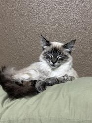 Lost Female Cat last seen Dakota and Clovis, Clovis, CA 93727