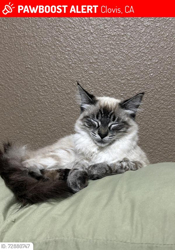 Lost Female Cat last seen Dakota and Clovis, Clovis, CA 93727