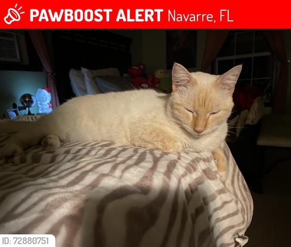 Lost Female Cat last seen none, Navarre, FL 32566