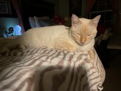 Lost Female Cat last seen none, Navarre, FL 32566