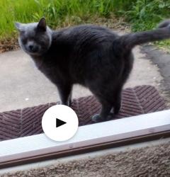 Found/Stray Unknown Cat last seen North street, Ballston Spa, NY 12020