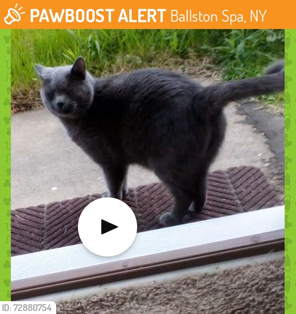 Found/Stray Unknown Cat last seen North street, Ballston Spa, NY 12020