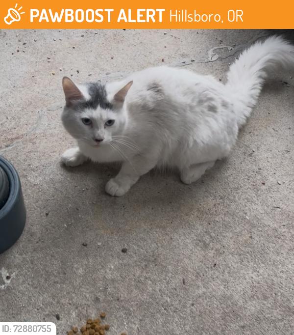 Found/Stray Unknown Cat last seen Off of John Olsen, between Evergreen and Cornell, Hillsboro, OR 97124