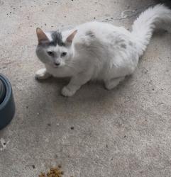 Found/Stray Unknown Cat last seen Off of John Olsen, between Evergreen and Cornell, Hillsboro, OR 97124