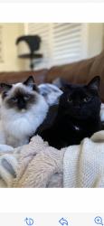 Reunited Male Cat last seen Independence and Hedgecox, Plano, TX 75025