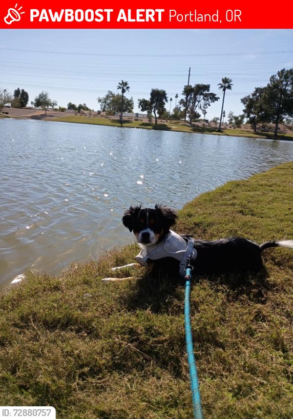 Lost Female Dog last seen se 37th & hawthorne (near hawthorne square), Portland, OR 97214