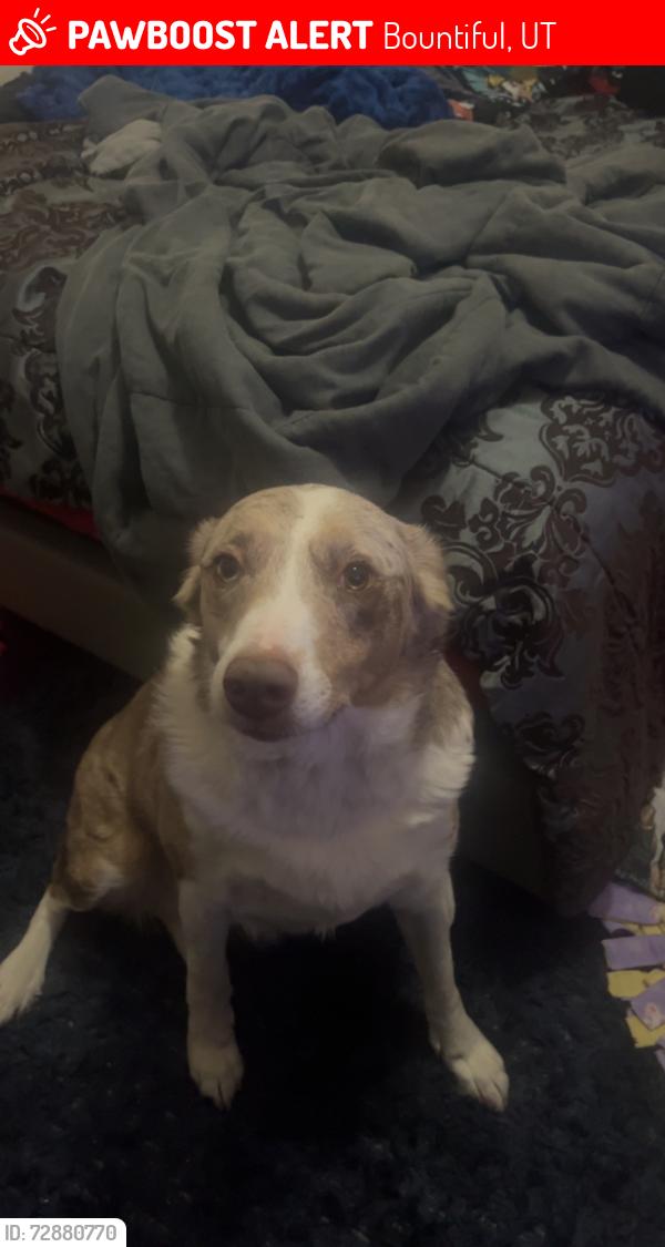 Lost Female Dog last seen 2160s orchard drive near artic circle , Bountiful, UT 84010
