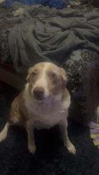 Lost Female Dog last seen 2160s orchard drive near artic circle , Bountiful, UT 84010