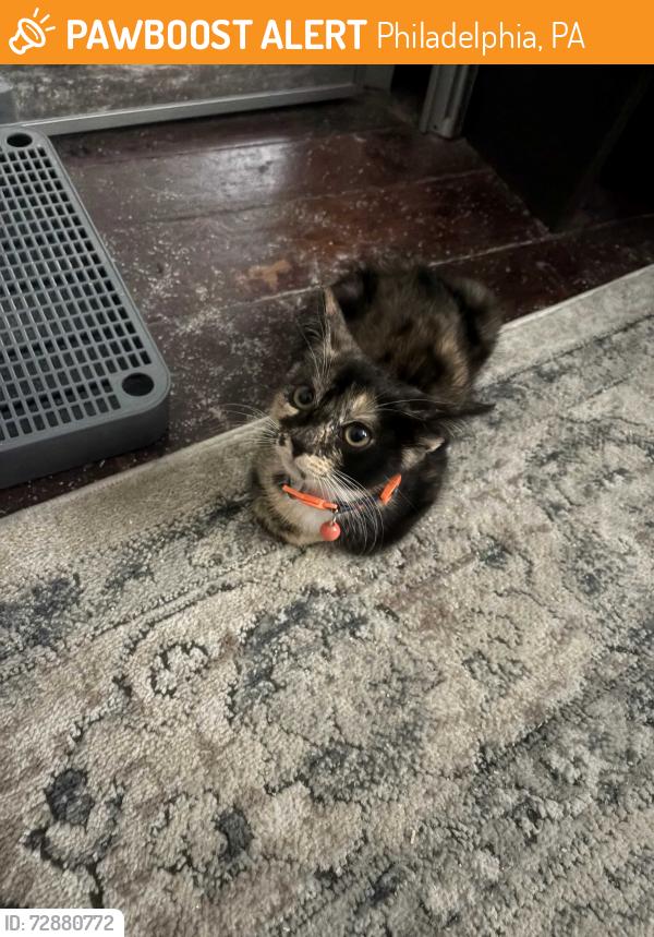 Found/Stray Female Cat last seen Sergeant and Cedar, Philadelphia, PA 19125