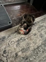 Found/Stray Female Cat last seen Sergeant and Cedar, Philadelphia, PA 19125