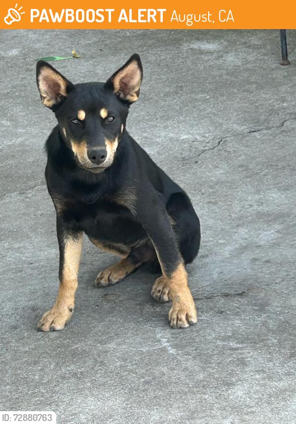 Found/Stray Male Dog last seen August Elementary, August, CA 95205