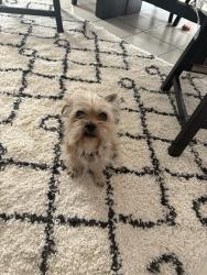 Lost Male Dog last seen AVE R Lasker Ave Palmdale CA , Palmdale, CA 93550
