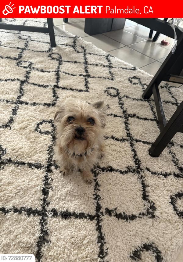 Lost Male Dog last seen AVE R Lasker Ave Palmdale CA , Palmdale, CA 93550
