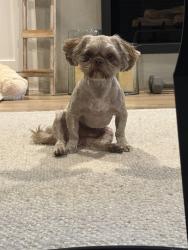 Lost Male Dog last seen Via sereno Yorba Linda , Yorba Linda, CA 92886