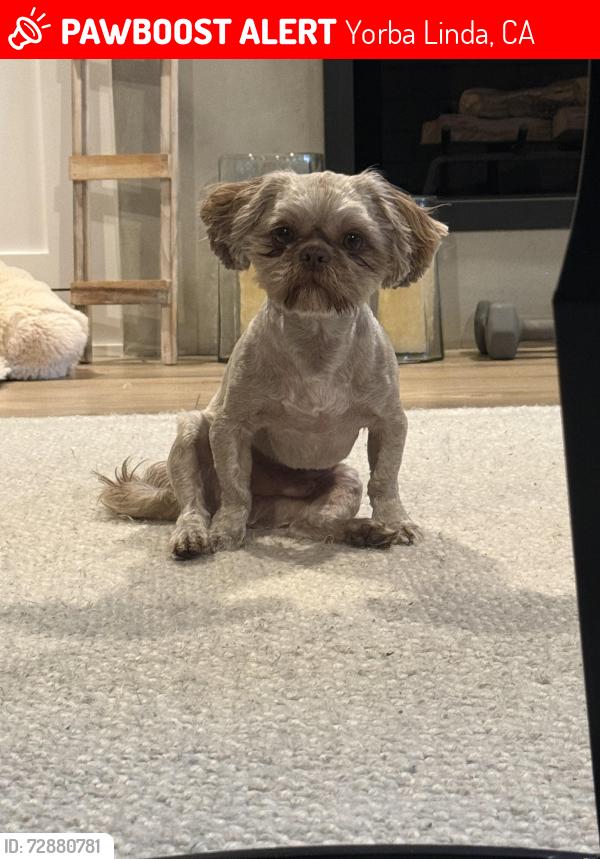 Lost Male Dog last seen Via sereno Yorba Linda , Yorba Linda, CA 92886