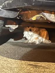 Found/Stray Unknown Dog last seen W 113th st & Doty ave, Los Angeles, CA 90061
