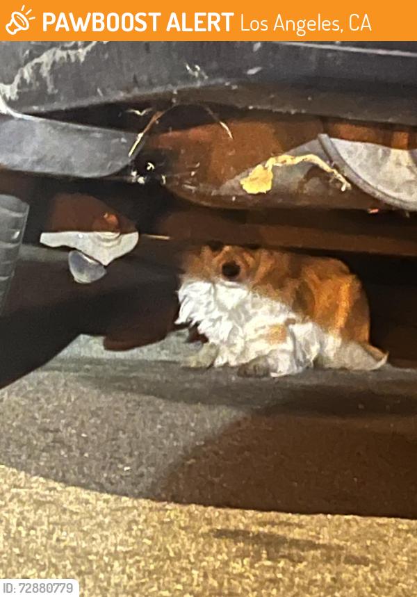 Found/Stray Unknown Dog last seen W 113th st & Doty ave, Los Angeles, CA 90061