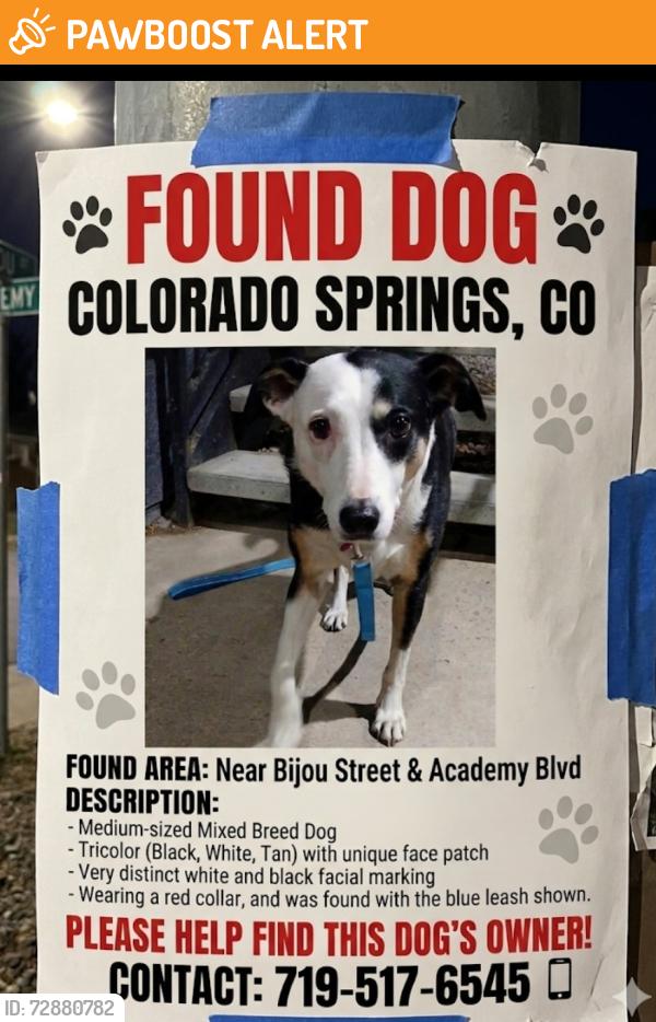 Found/Stray Unknown Dog last seen Academy and bijou , Colorado Springs, CO 80909