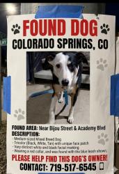 Found/Stray Unknown Dog last seen Academy and bijou , Colorado Springs, CO 80909