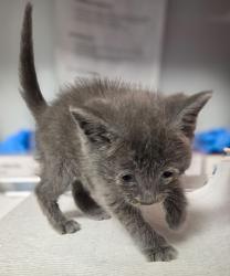 Shelter Stray Male Cat last seen Santa Clara and Clarkson, Cantua Creek Zone Fresno CO 1B 93608, CA, Fresno, CA 93706