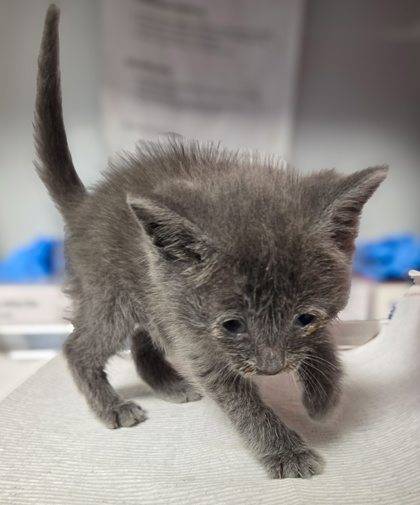Shelter Stray Male Cat last seen Santa Clara and Clarkson, Cantua Creek Zone Fresno CO 1B 93608, CA, Fresno, CA 93706