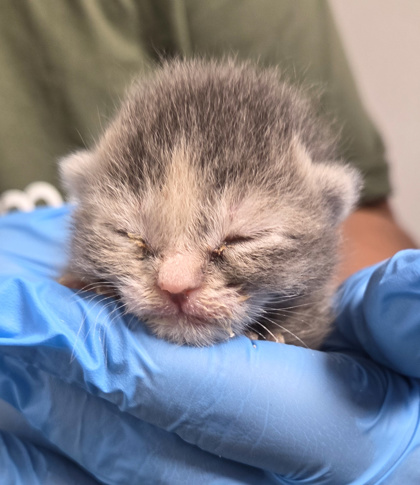 Shelter Stray Female Cat last seen Santa Clara and Clarkson, Cantua Creek Zone Fresno CO 1B 93608, CA, Fresno, CA 93706