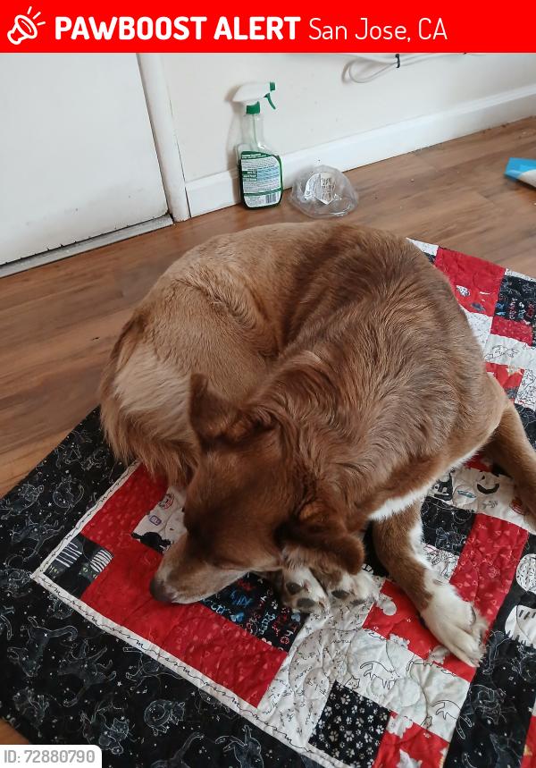 Lost Female Dog last seen Taylor st. N 16th, San Jose, CA 95112