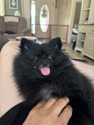 Lost Female Dog last seen Rhones Quarter, Tyler, TX 75707