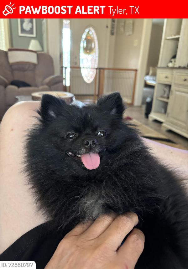 Lost Female Dog last seen Rhones Quarter, Tyler, TX 75707