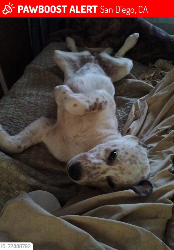 Lost Female Dog last seen Highway intersection right in front of the entrance of Fiesta Island, San Diego, CA 92109