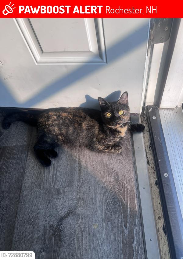 Lost Female Cat last seen Charles St, Myrtle St, Rochester, NH 03867