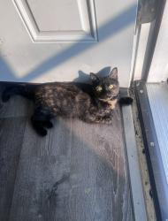 Lost Female Cat last seen Charles St, Myrtle St, Rochester, NH 03867